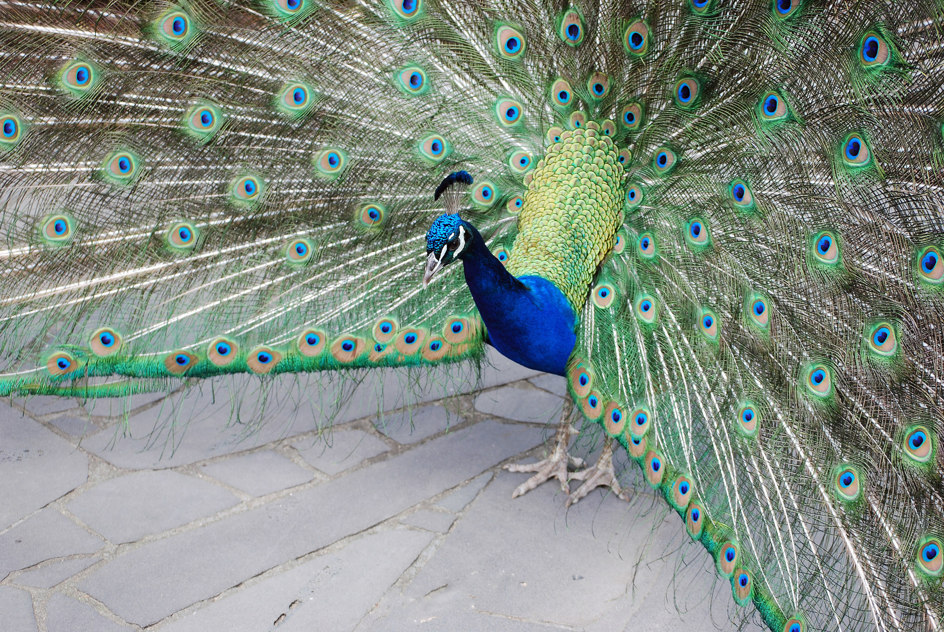 Peacock showing feathers Melbourne Australia