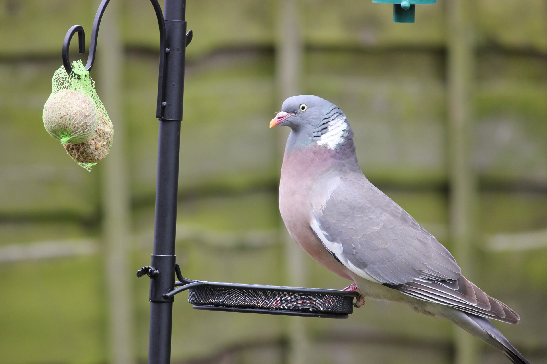 Pigeon stealing food from seed tray of a bird feeder