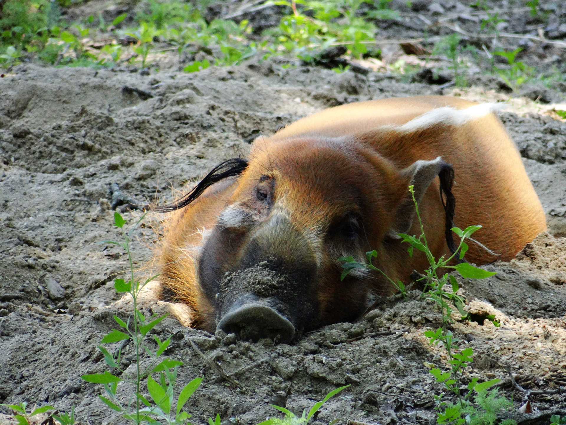 The Red River Hog is a pig family member that lives in Africa and Madagascar in the rainforests, mountains and brushes.