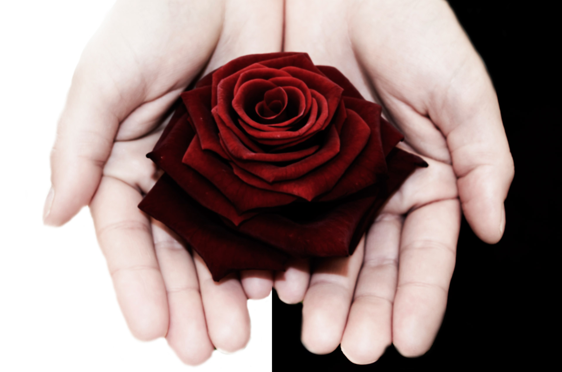 Red Rose - Background