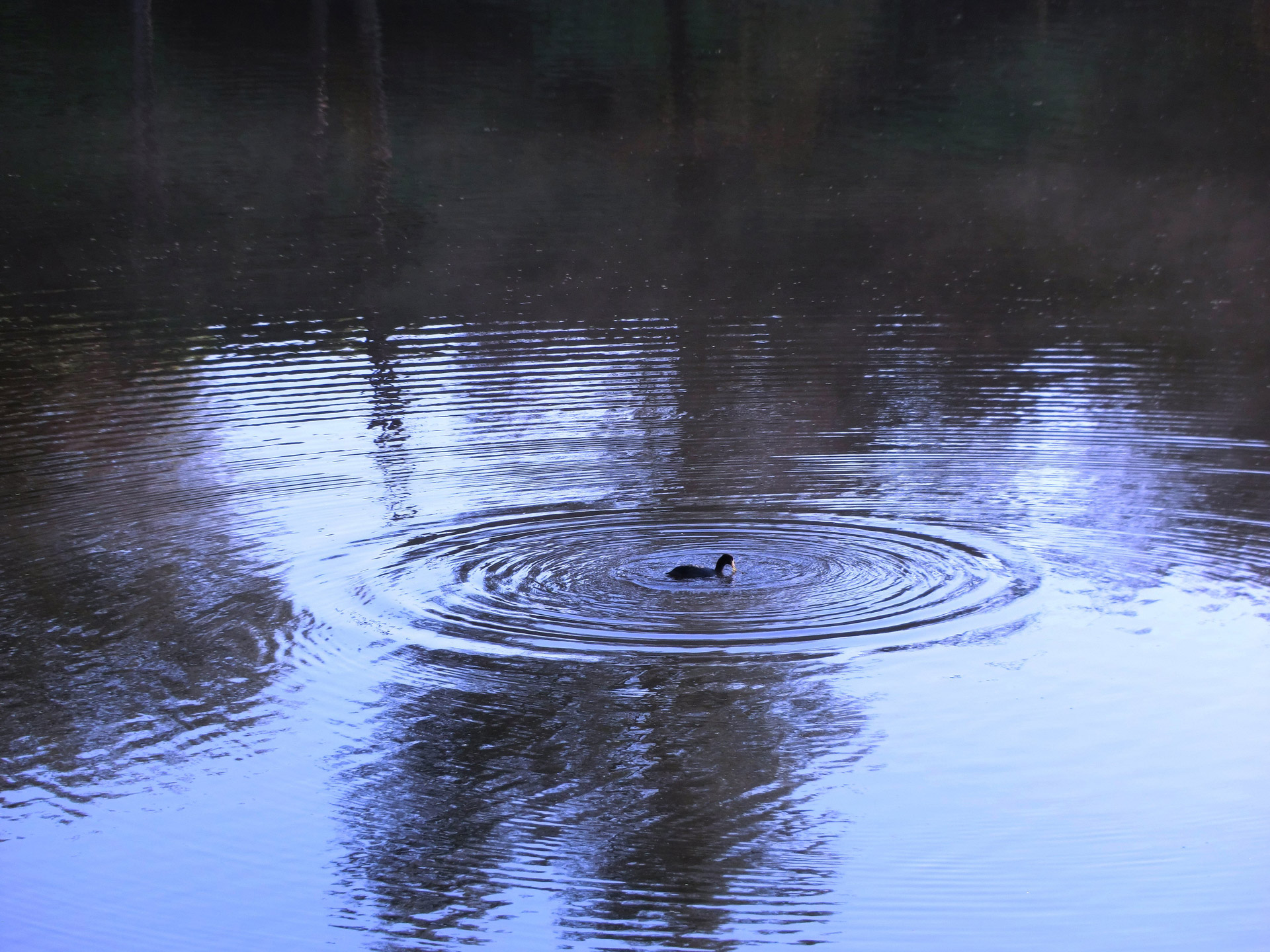 ripples by a duck on a pond