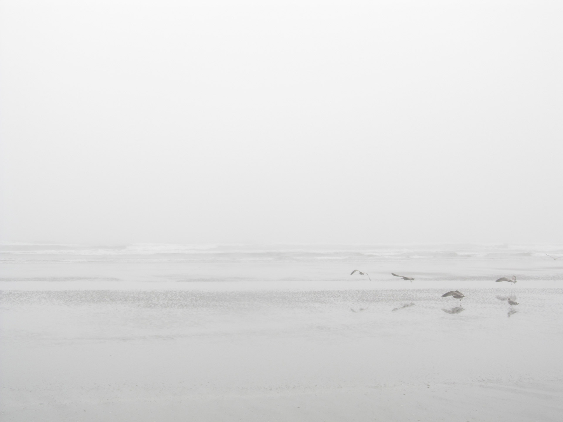 Seagulls On A Misty Beach