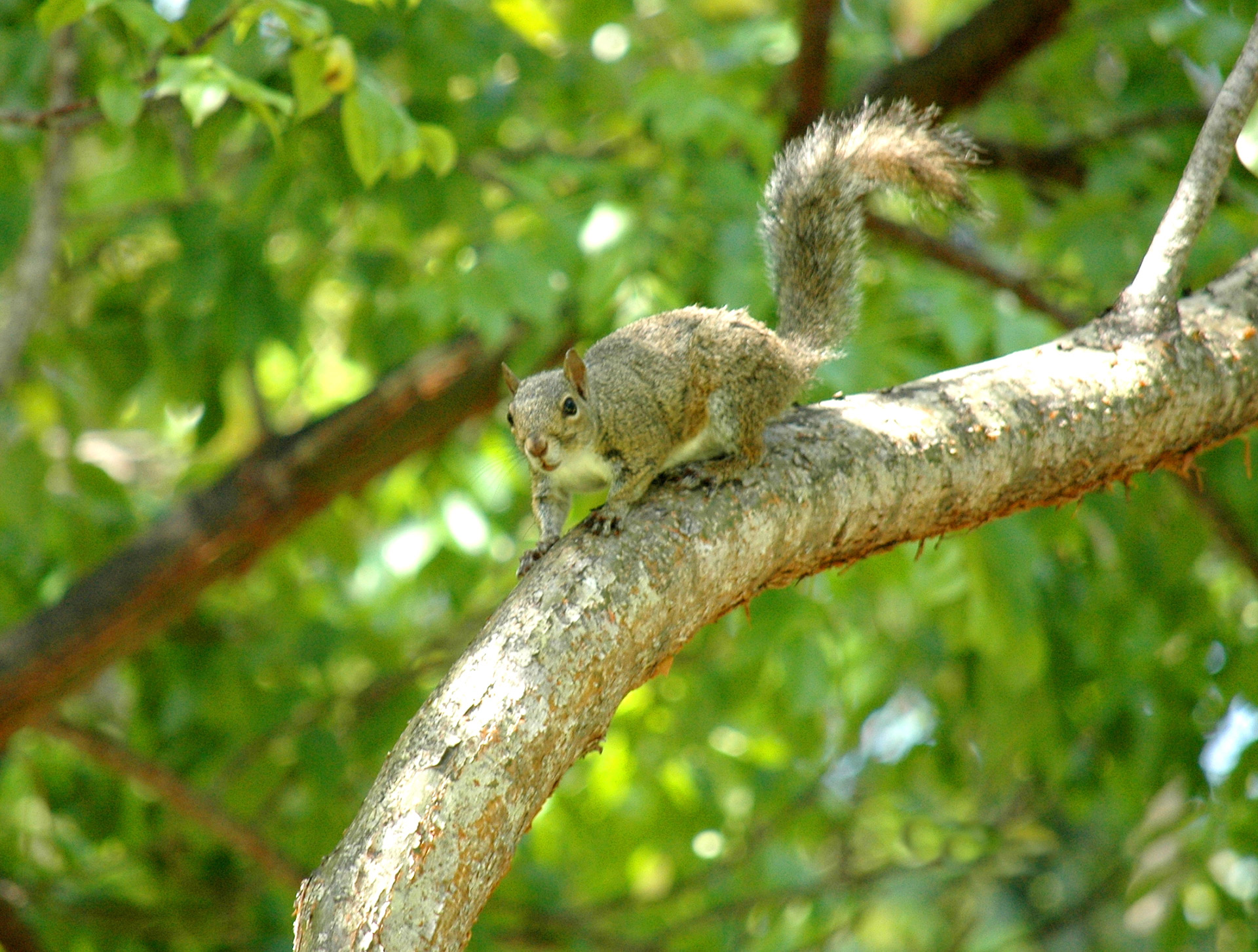 A squirrel resting on a tree branch.