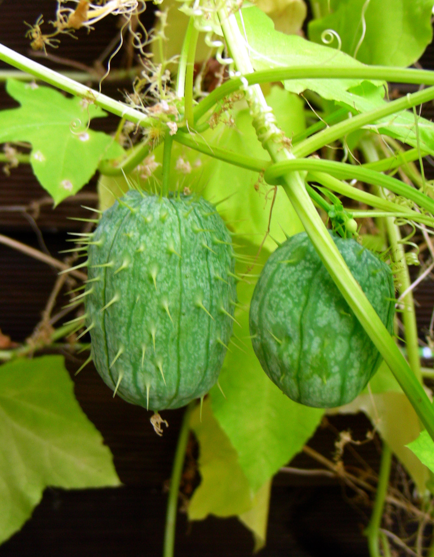 Fruits of chayote