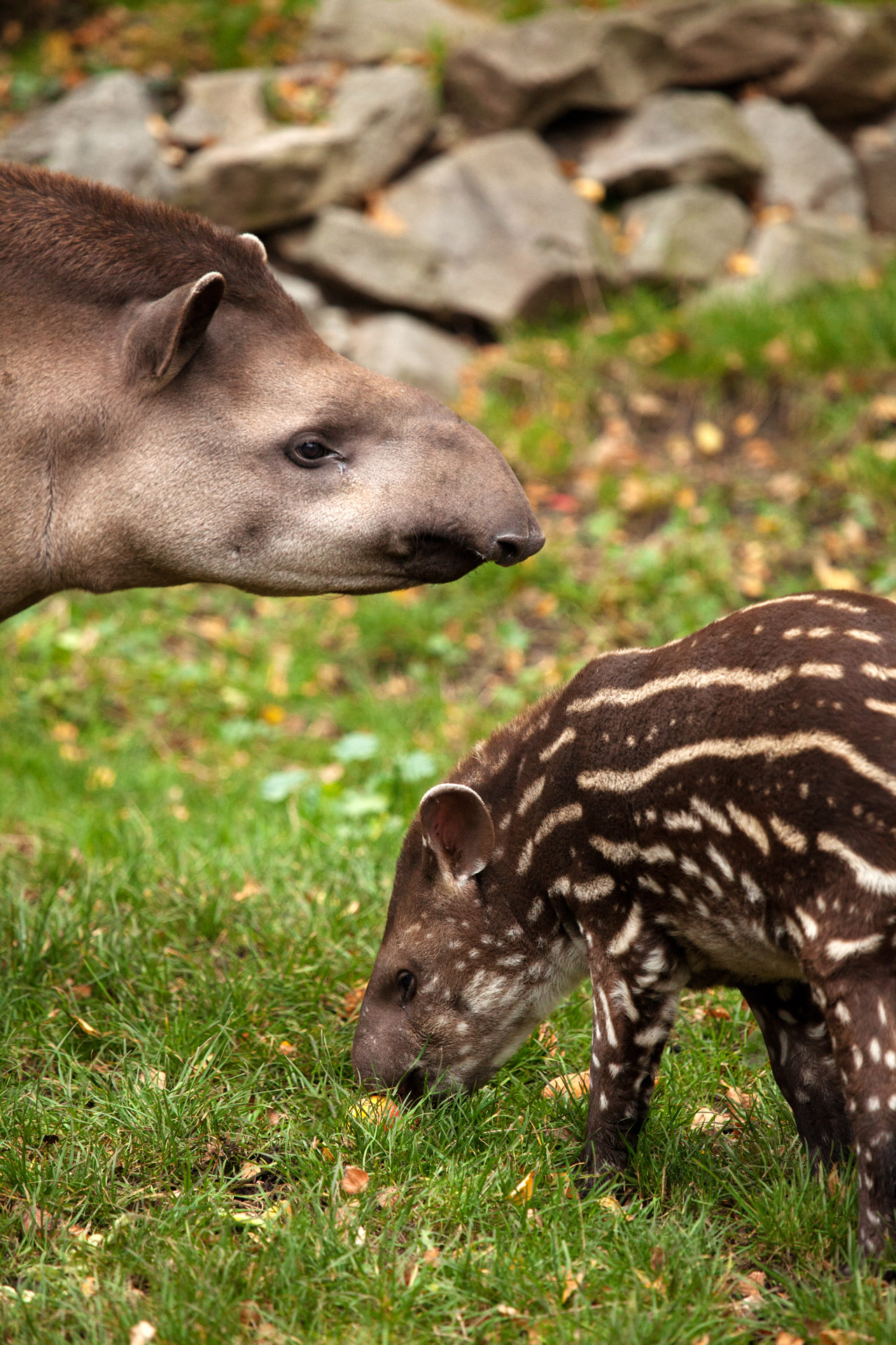 Tapir And Baby