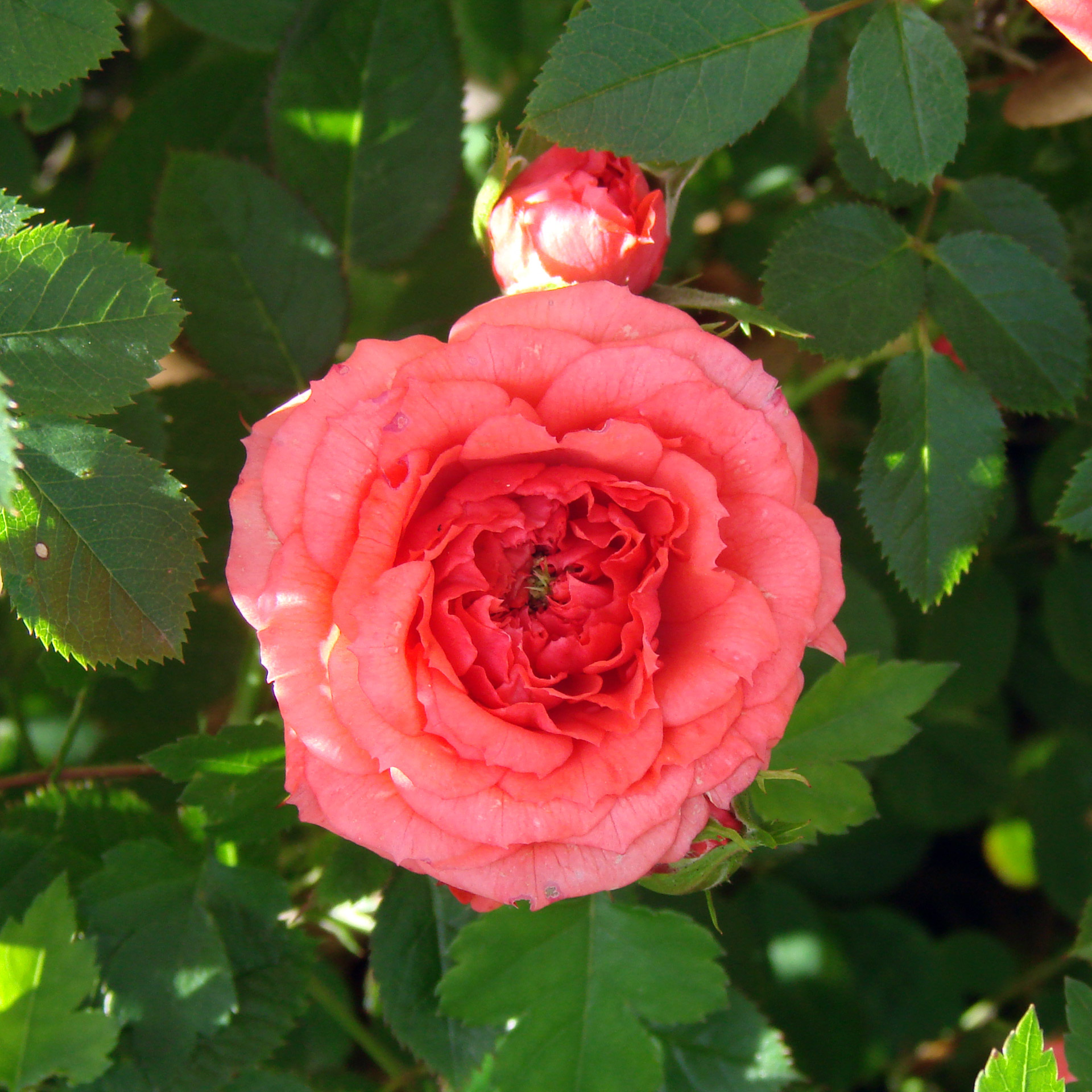 The coral mini rose in the late spring.
