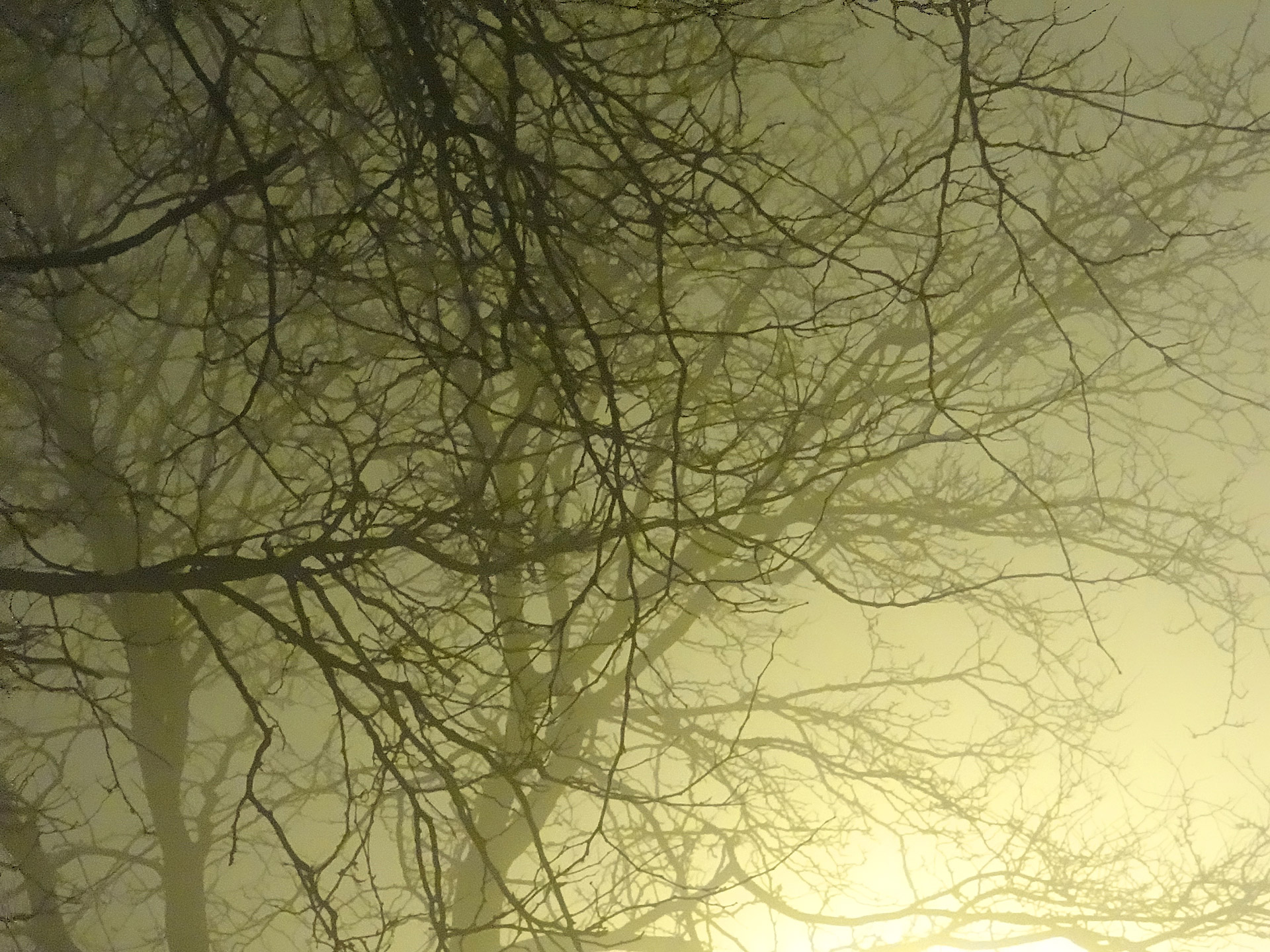 A very foggy night in the Midwest...look likes a night right out of a Stephen King novel.