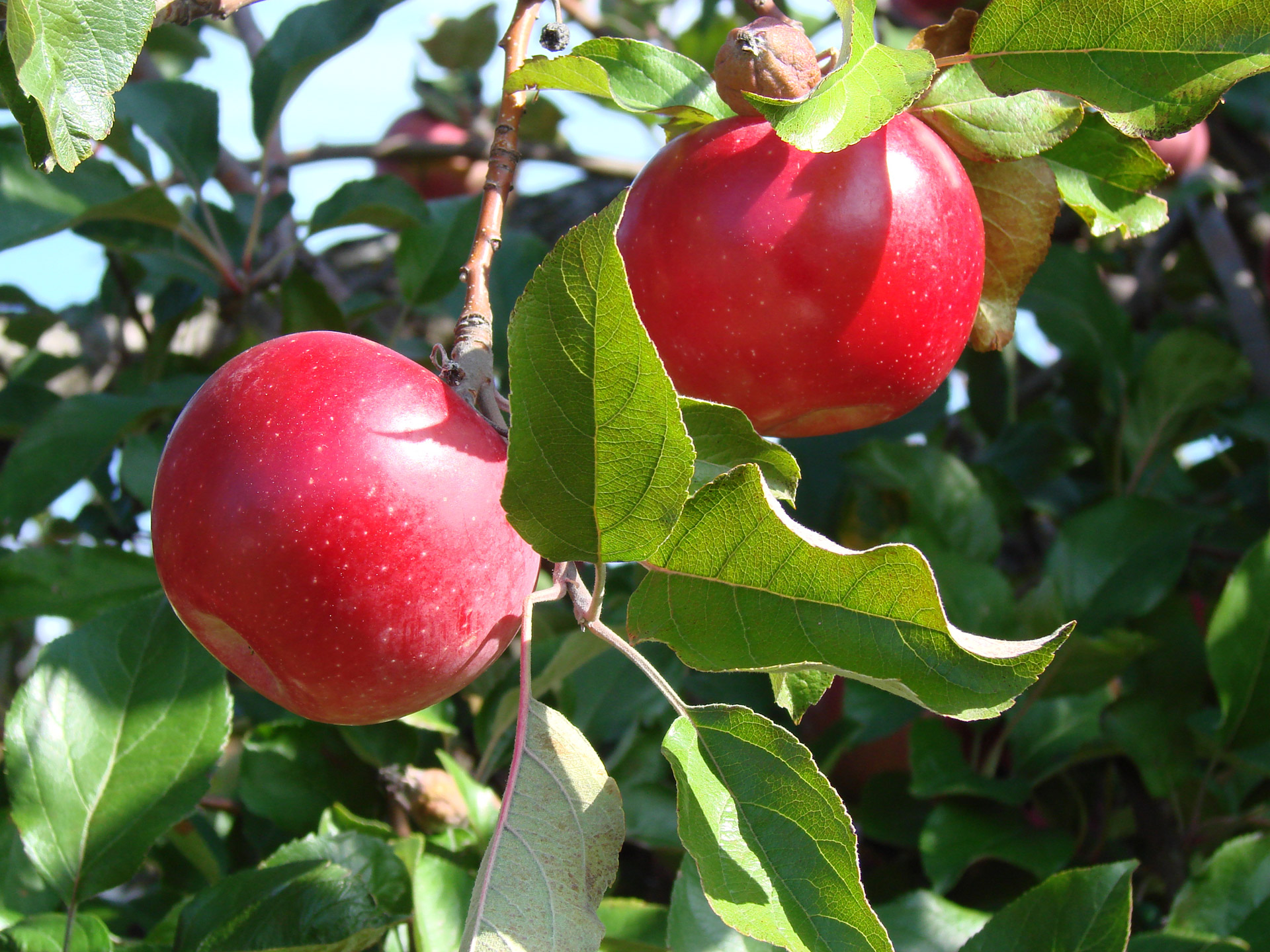 Picture of two apples on an apple tree