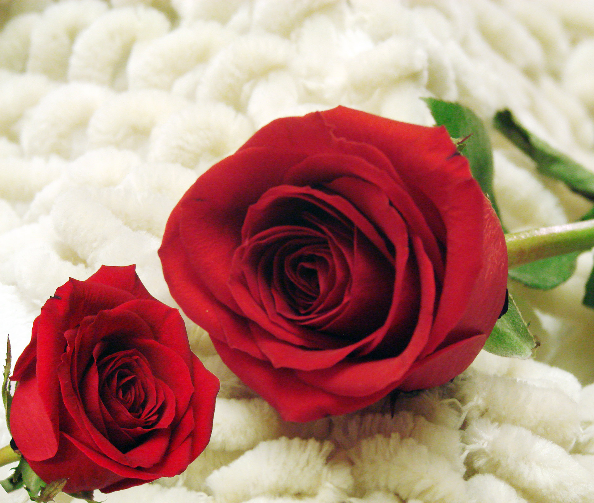 Two red roses on a creamy white background.