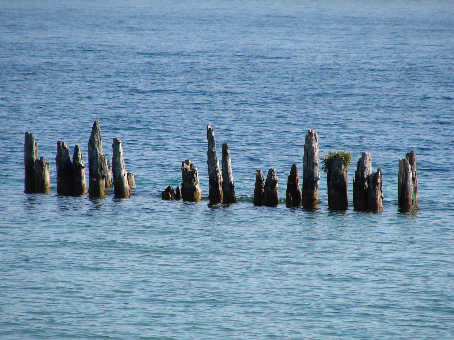 Army of tree stumps in the lake