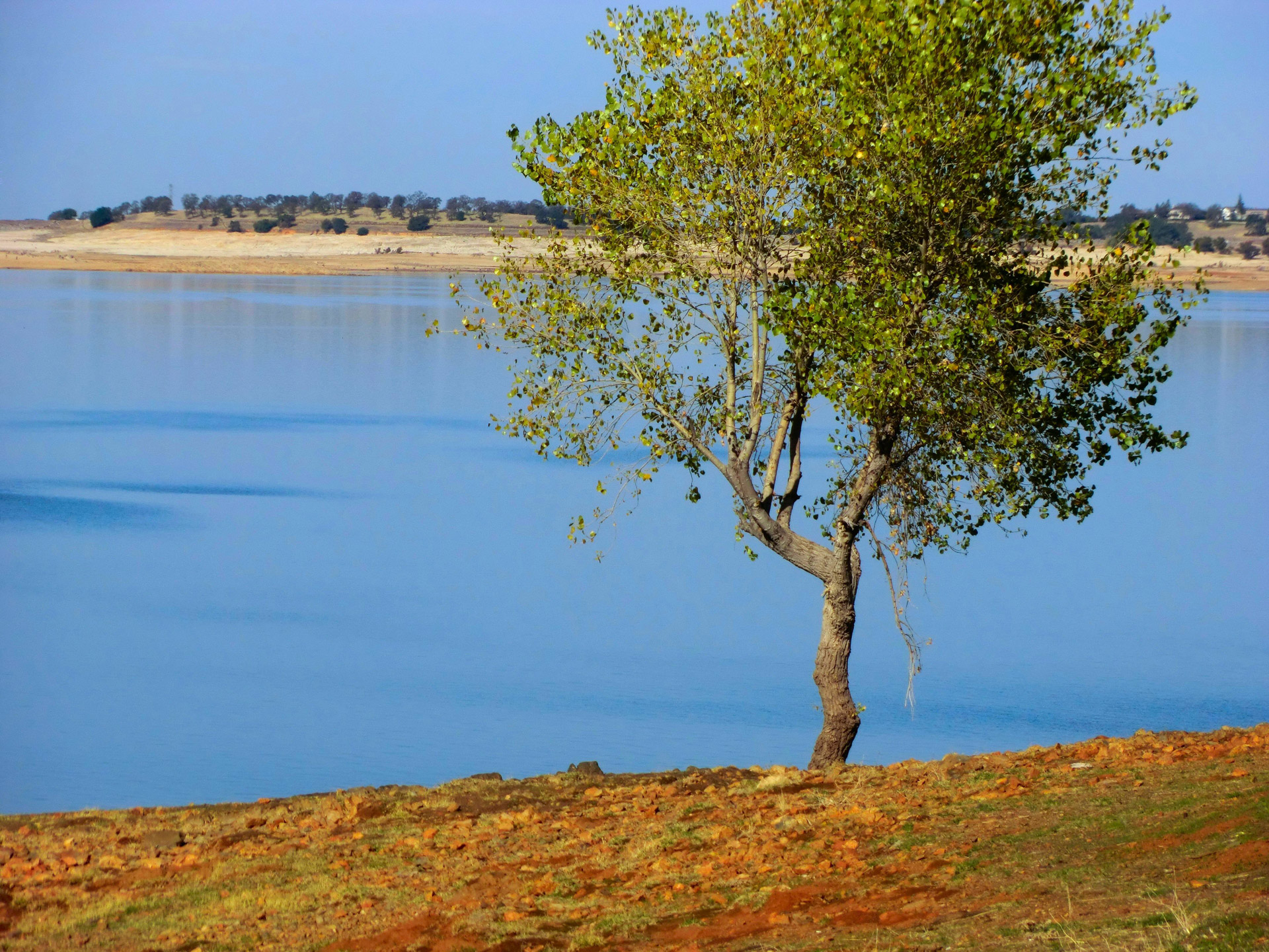 Lone tree with lake background