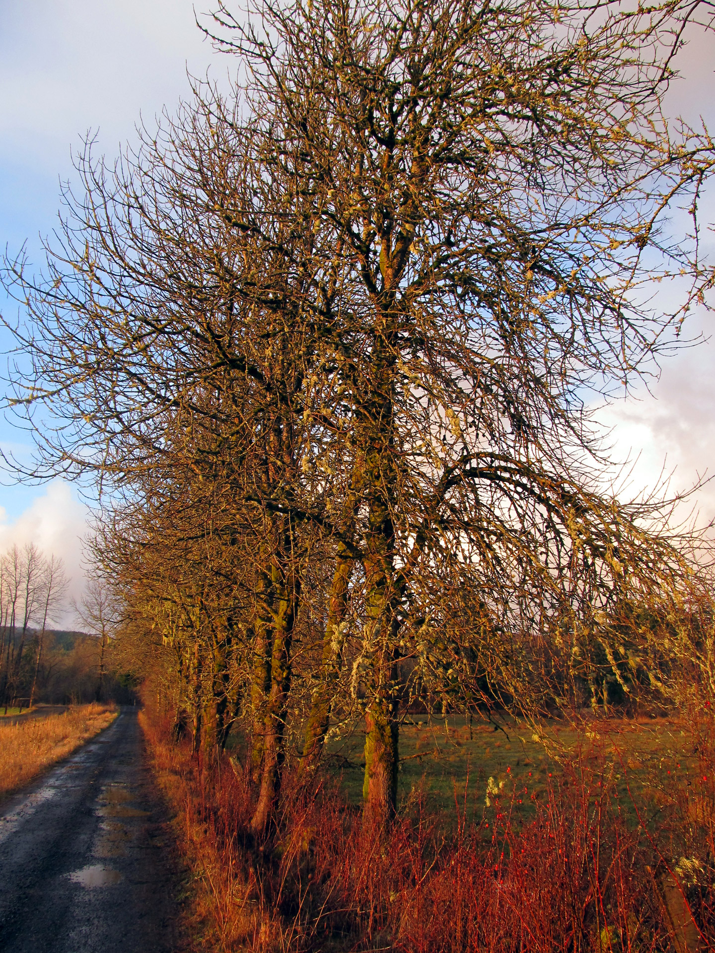 Trees Along A Country Lane