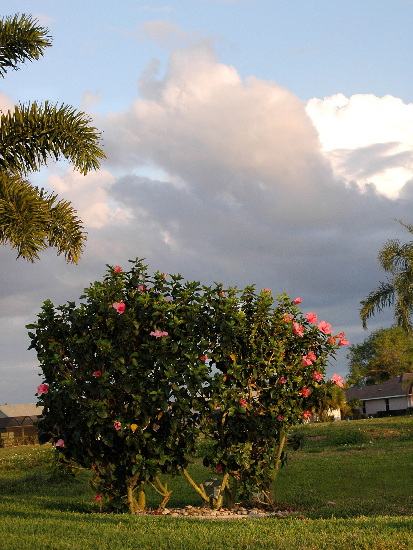 Hibiscus bushes and flowers at sunset. Photographed in Florida.