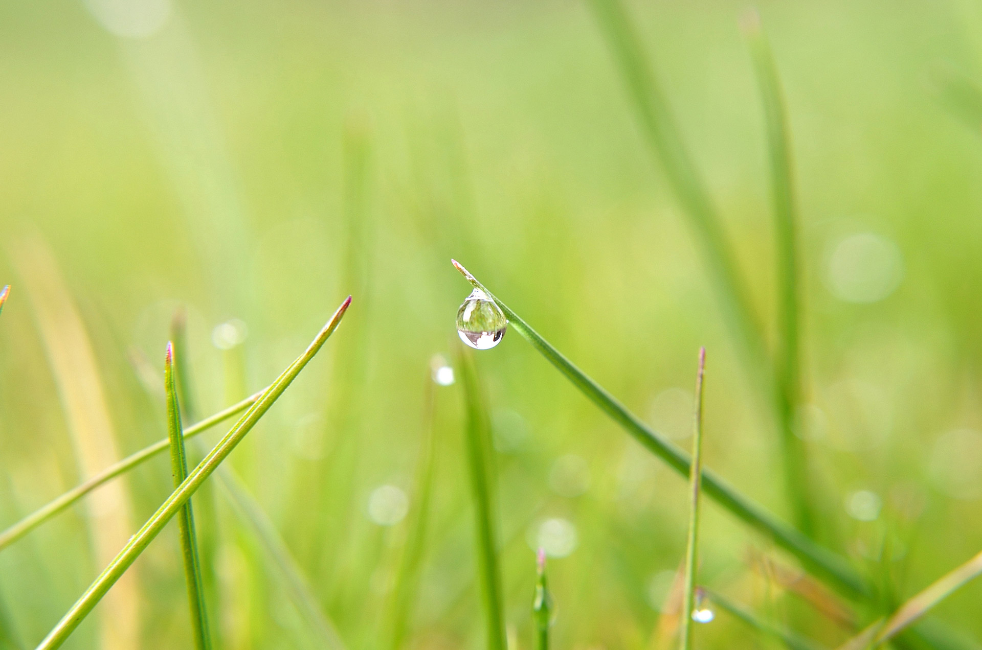 Water Drop On Grass