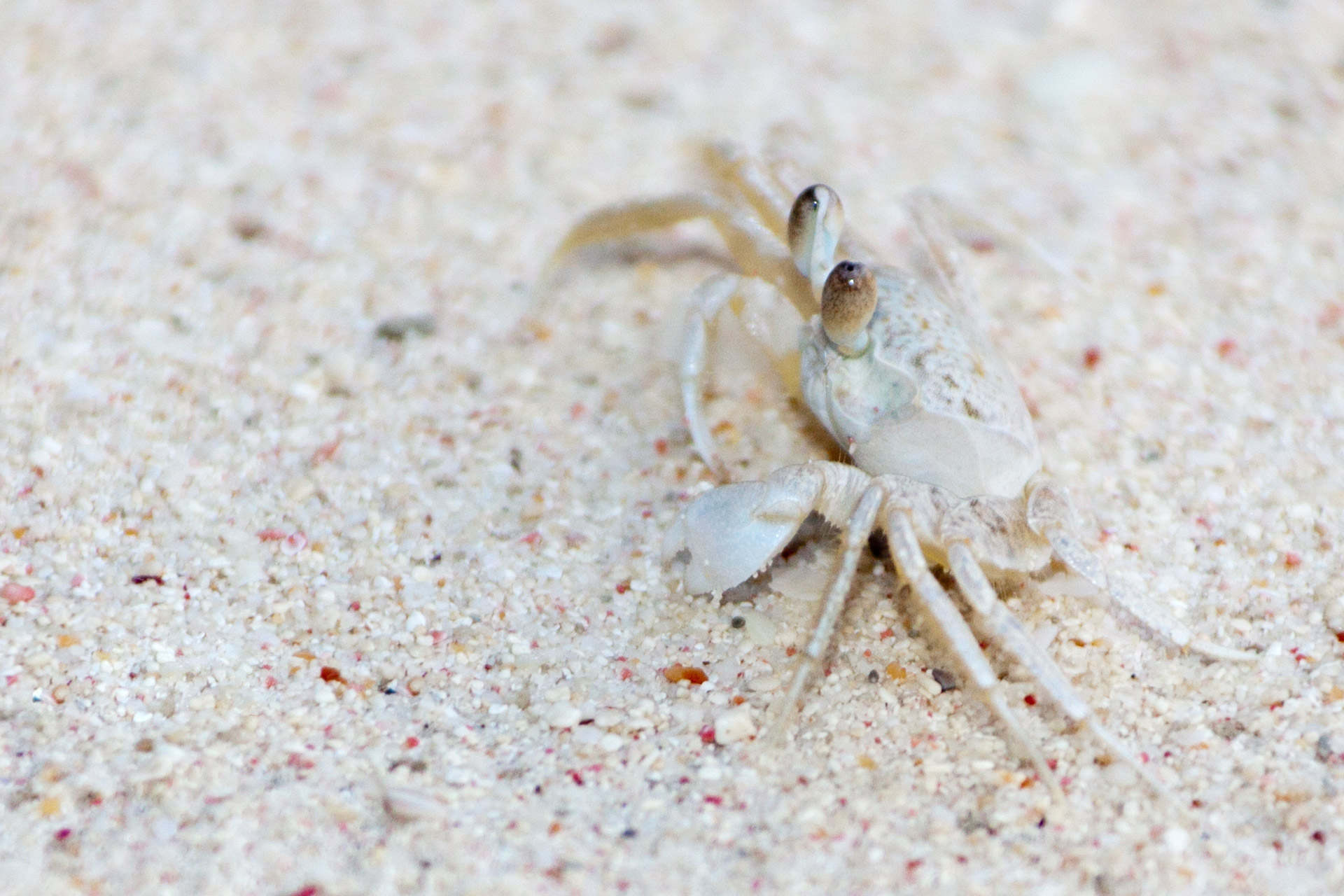 white crab on white sand