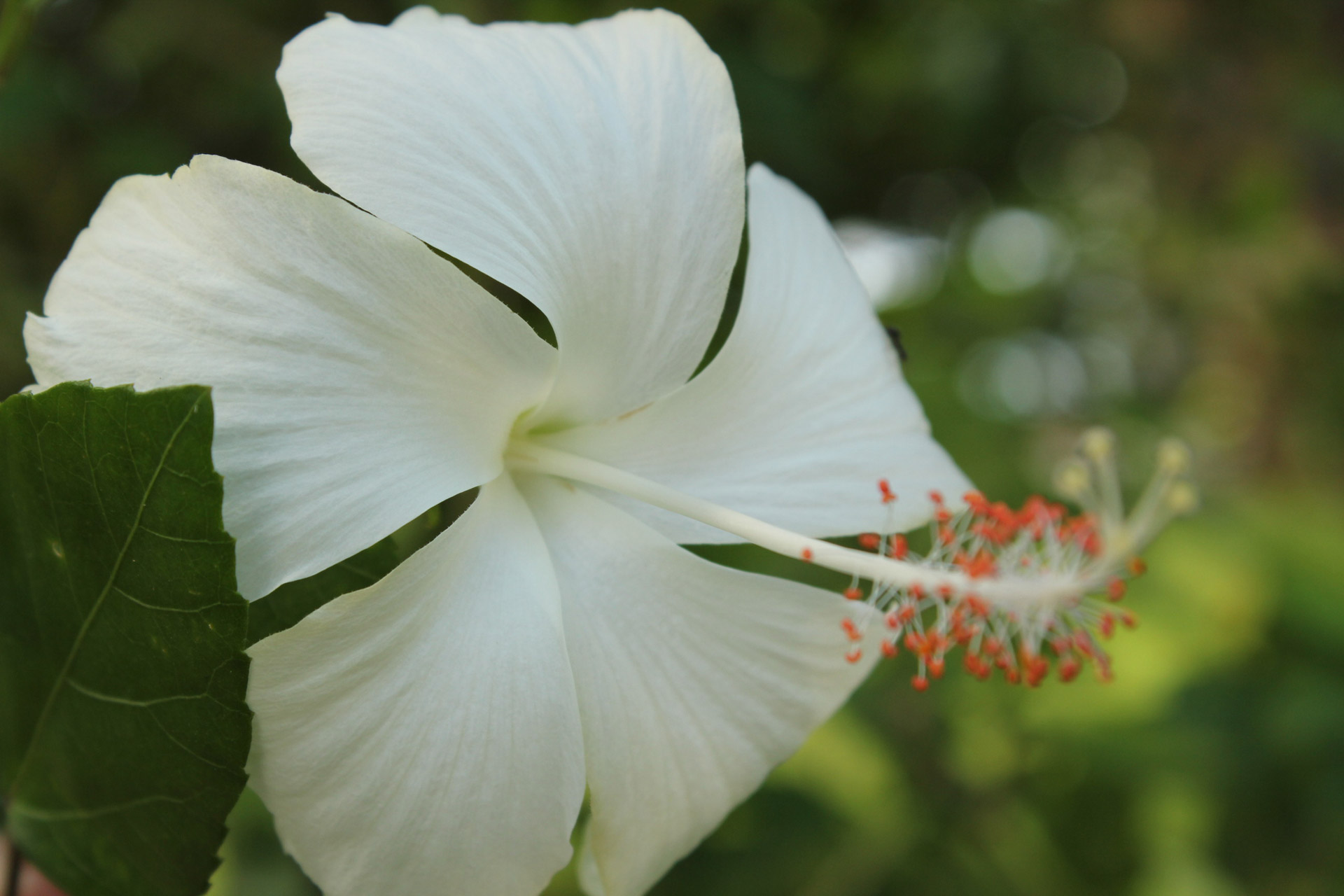 White Gumamela Flower Free Stock Photo Public Domain Pictures