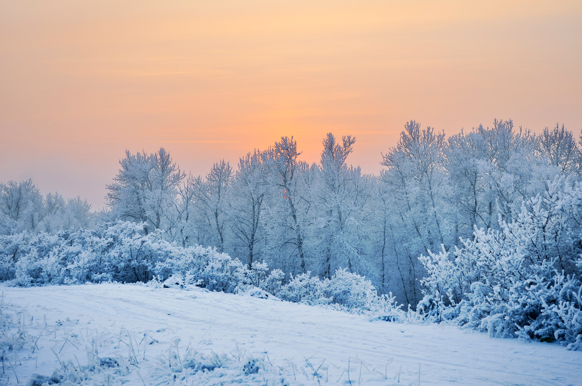 beautiful sunset over the snow-covered forest