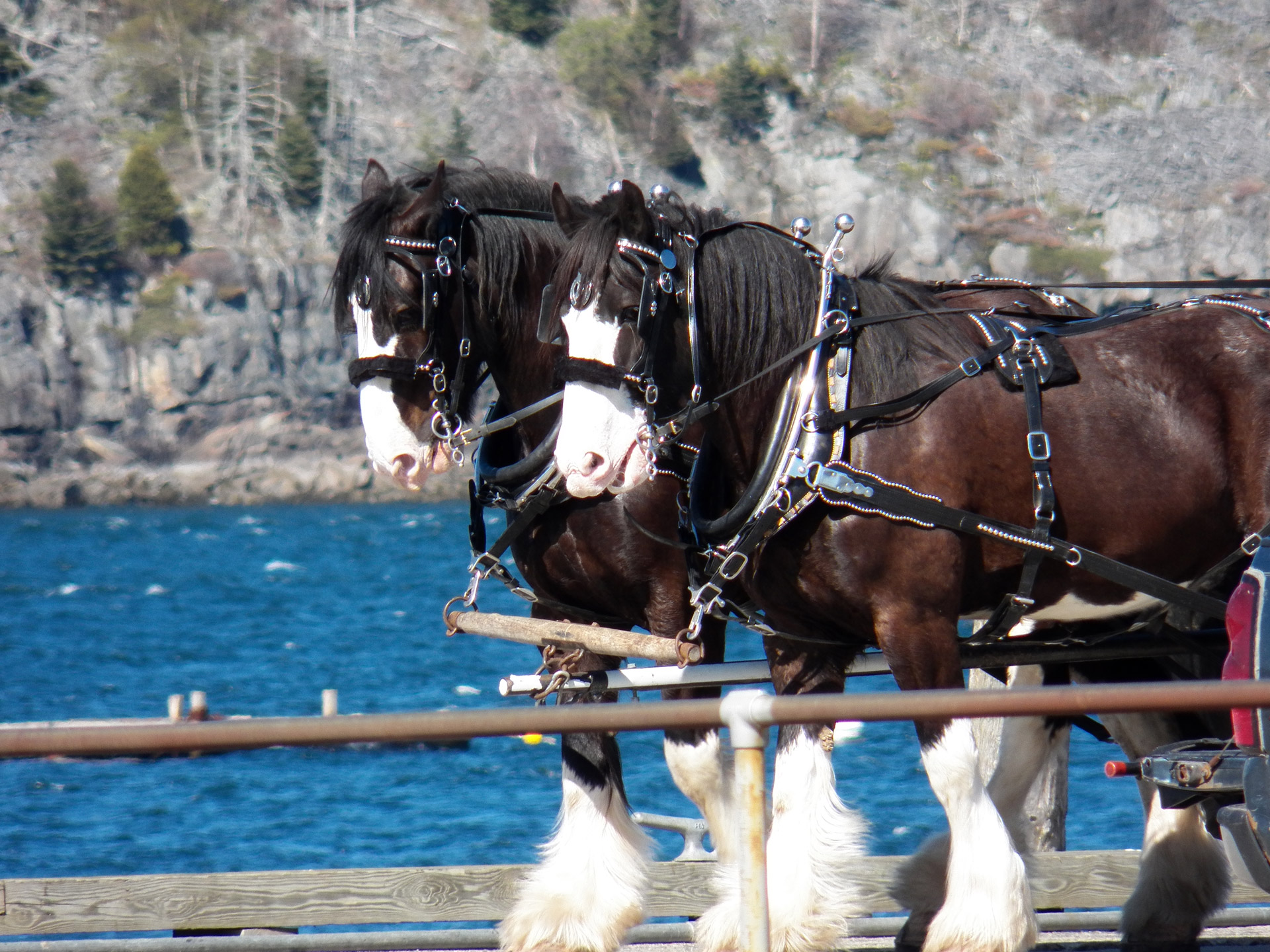photo of two horses by the ocean