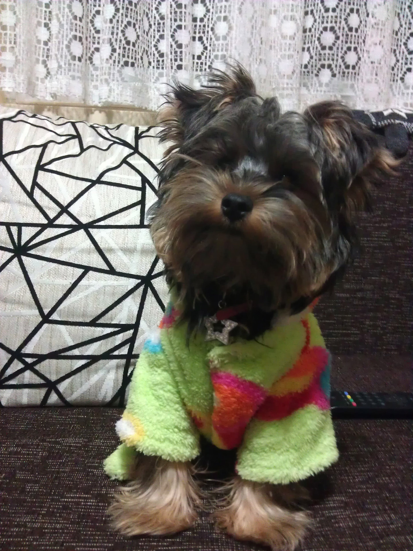 yorkshire terrier called Bobita. I love to be pampered, to play and walk