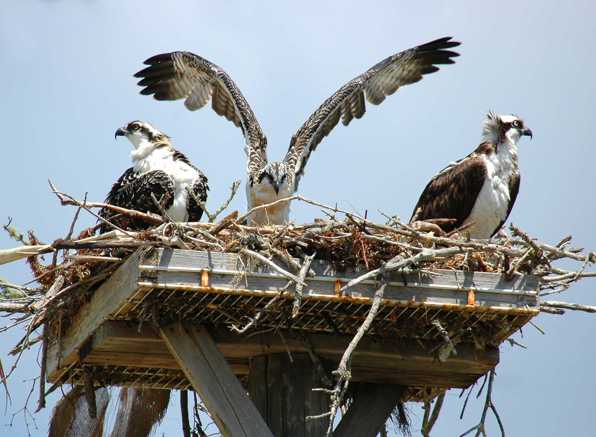 Two young Ospreys with their mother in their nest. Photographed in Florida.