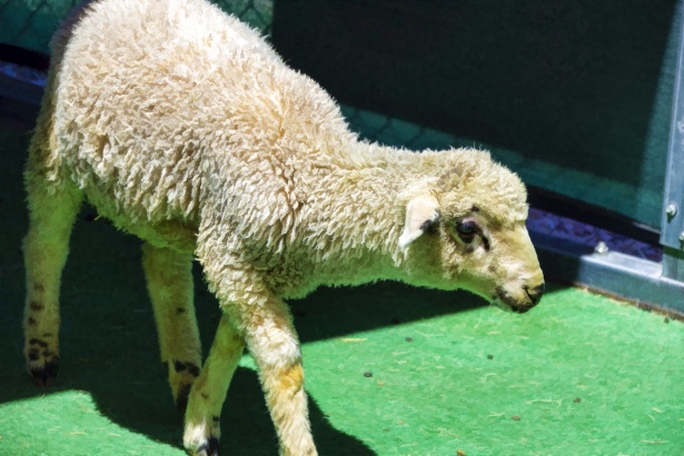 Baby Lamb Free Stock Photo - Public Domain Pictures