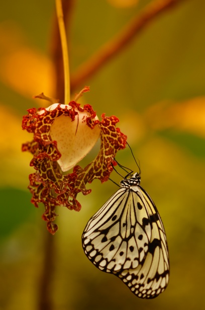 Papillon sur une fleur de coeur Photo stock libre - Public Domain Pictures