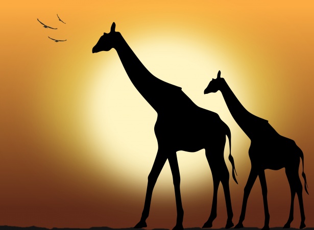 Silhouette girafe Photo stock libre - Public Domain Pictures