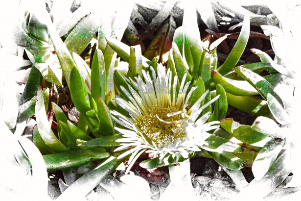 Flori de plante de gheață Poza gratuite - Public Domain Pictures