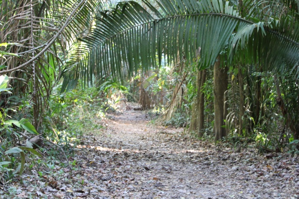 Camino en la jungla Stock de Foto gratis - Public Domain Pictures