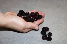A Child's Hand Holding Blackberries