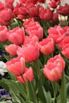 A Row Of Pink Tulips