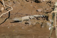 Adolescent Crocodile