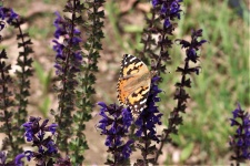 American Lady Butterfly On Salvia
