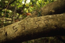 Anonymous Symbols On Thick Branch