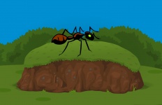 Ant In Garden