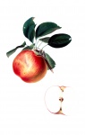 Apple Vintage Illustration