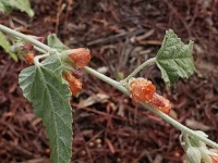 Apricot Mallow Plant