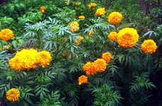 Beautiful Marigold Flowers