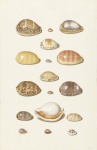 Beautiful Seashells Sea Shell