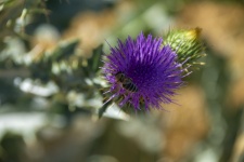 Bee On Cardoon Bloom