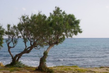 Bent Pine Trees By Sea