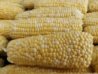 Bi-Color Corn