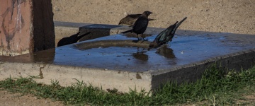 Birds At The Water Faucet