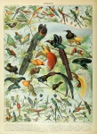 Birds Vintage Art Print