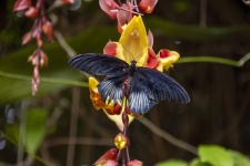 Black Butterfly