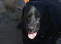 Black Labrador In The Sun