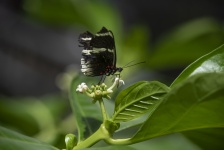 Black Mormon Butterfly