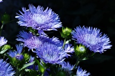 Blue Asters On Black Background