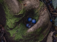 Blue Marble Tree Fruit