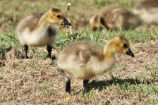 Canada Goose Goslings Close-up